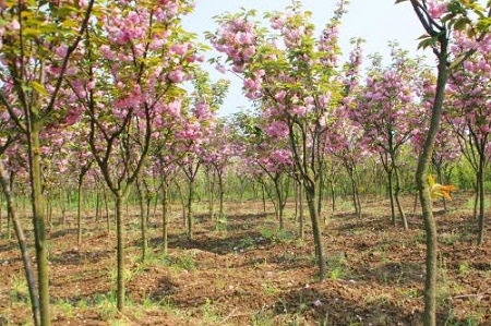 櫻花樹(shù)林