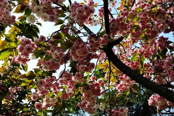 櫻花不開(kāi)花的原因有哪些