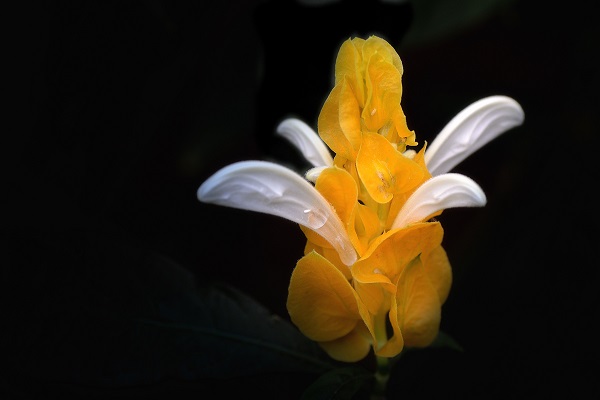 金苞花有毒嗎