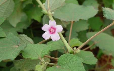 地桃花植株