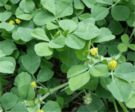 天藍(lán)苜蓿開(kāi)的小花