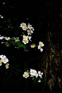 野薔薇花