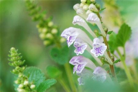 韓信草植株