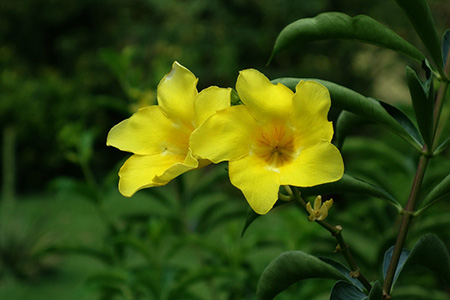 軟枝黃蟬植株