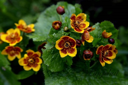 驢蹄草開(kāi)花