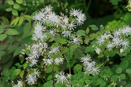 唐松草開花