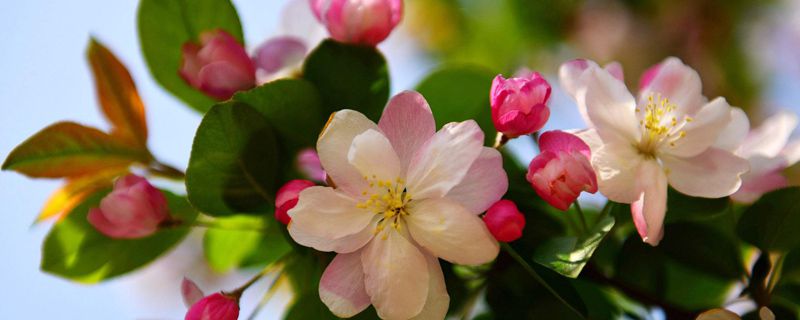 海棠花幾月發(fā)芽