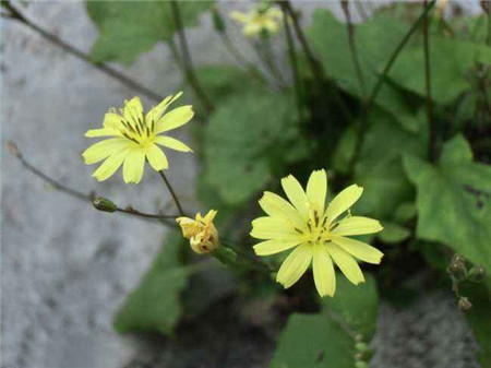 敗醬草開花