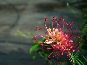 紅花銀樺花朵