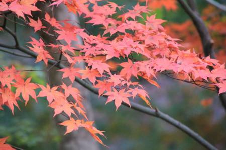 日本紅楓