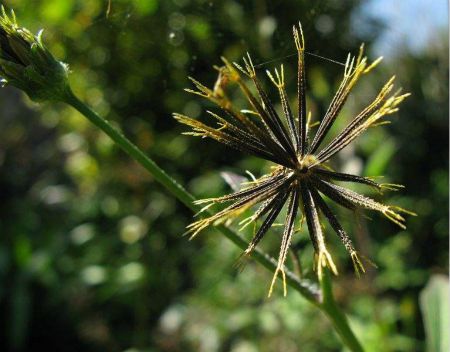 鬼針草植株