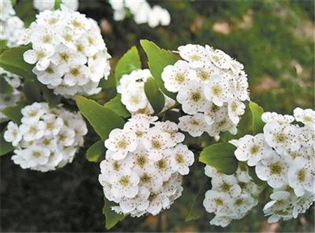 超好看的花朵