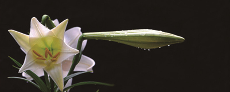 百合花的特點(diǎn)