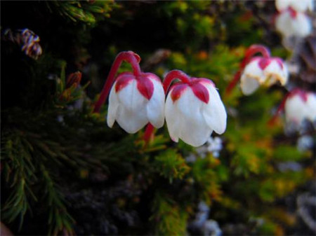 水靈芝