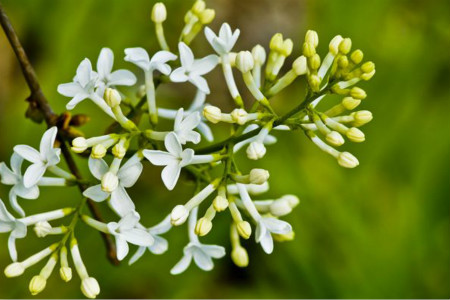 丁香花