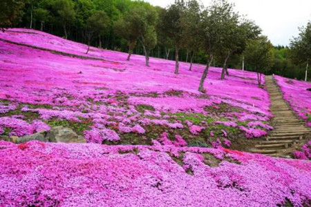 芝櫻