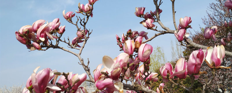 玉蘭花圖片（形態(tài)特征和養(yǎng)護(hù)方法簡介）