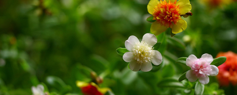 太陽(yáng)花的花語(yǔ)和寓意