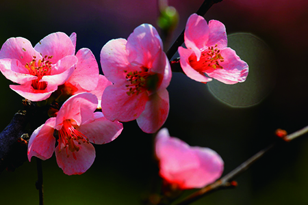 海棠花