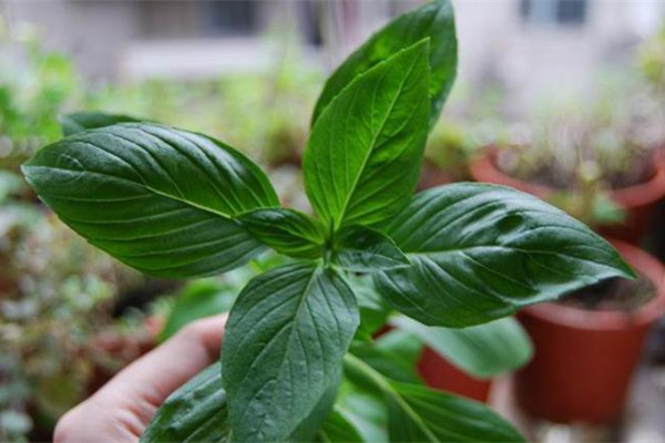 幾塊錢的花擺在廚房里，隨手揪點扔菜里，超好吃！