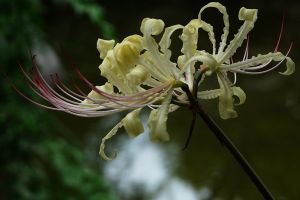 白花石蒜的花語(yǔ)和傳說(shuō)