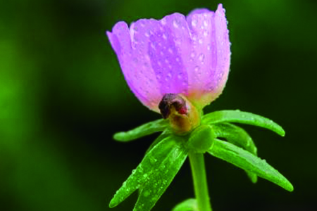 太陽(yáng)花