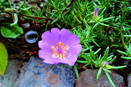 太陽(yáng)花