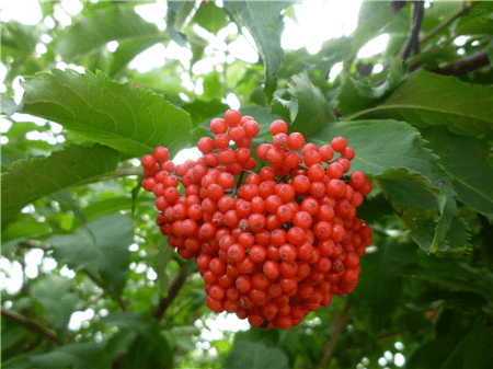 接骨木的花語