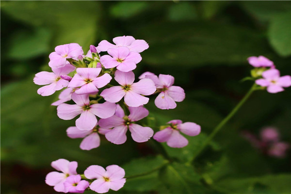 藍(lán)香芥的花語(yǔ)和文化寓意