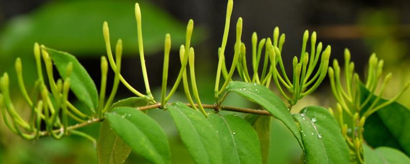 盆栽金銀花的種植方法，時(shí)間和種植條件