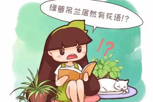 綠蘿吊蘭也有花語？養(yǎng)了大半輩子，你竟然不知道