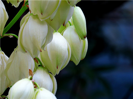 絲蘭的花語(yǔ)