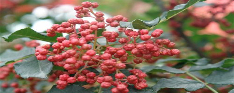 花椒種子怎樣育苗，花椒苗什么時(shí)候種植