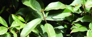 院子里種桂花樹(shù)好嗎，栽在院子什么位置