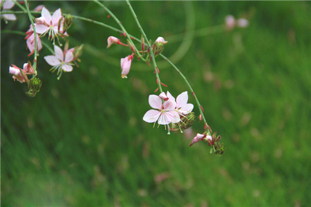 千鳥(niǎo)花的抑制作用