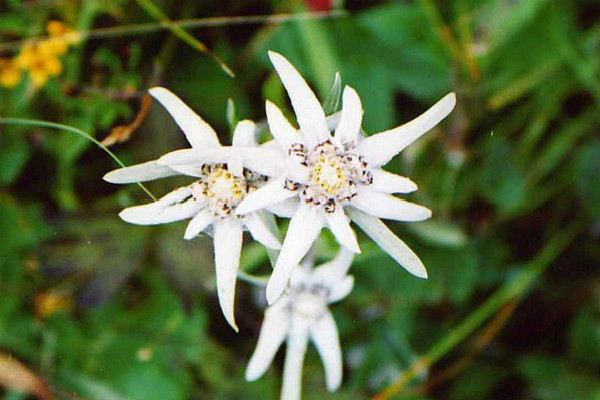 雪絨花的花語和傳說