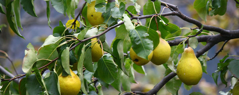 梨樹(shù)修剪