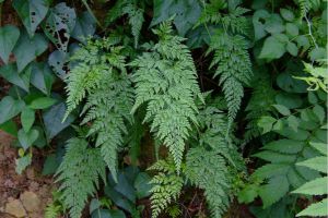 蕨類植物能凈化空氣嗎？