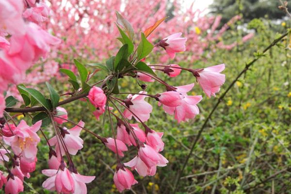 中國(guó)的古今名人與海棠花