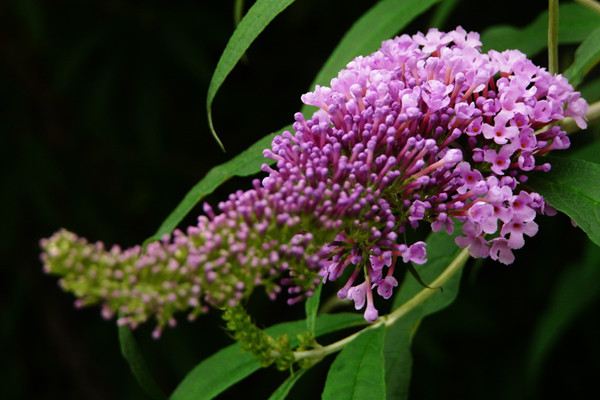 醉魚(yú)草的花語(yǔ)和文化背景