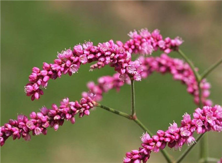 紅蓼的花語(yǔ)