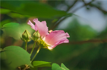 木芙蓉作用圖