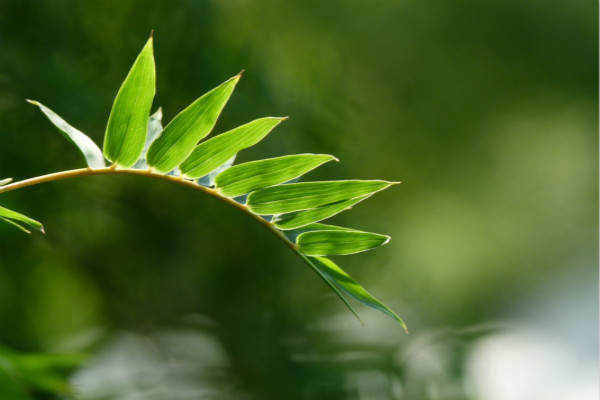 鳳尾竹的花語和傳說