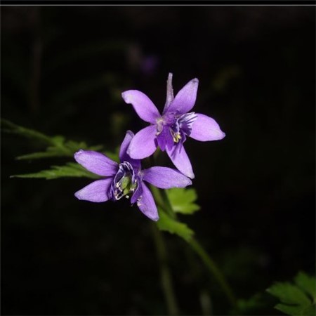 還亮草花語(yǔ)圖片