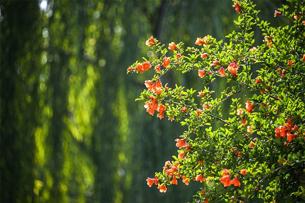 石榴花的風(fēng)水作用