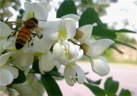 槐花的花語(yǔ)