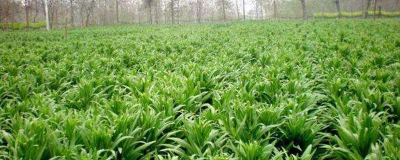 貢菜種植枝術(shù)，貢菜新鮮的長什么樣子