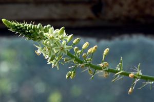 虎眼萬(wàn)年青的花語(yǔ)和傳說(shuō)