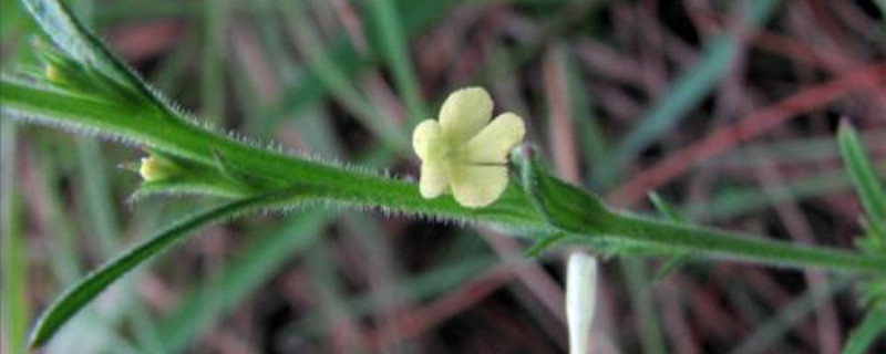 獨(dú)腳金的種植方法、栽培技術(shù)