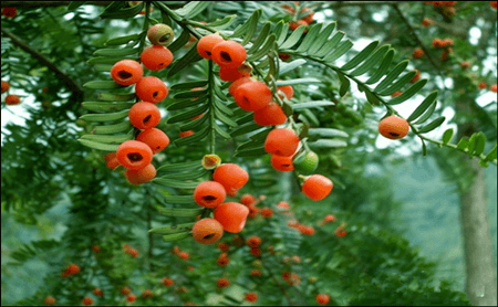 紅豆杉